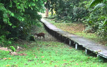 Nicky Amazon Lodge  photo 3